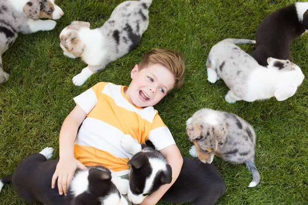 Petit garçon et chiots corgi — Photo