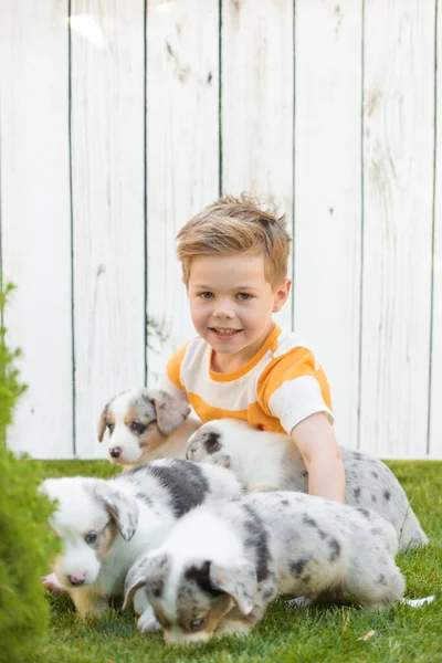 Menino e filhotes de corgi — Fotografia de Stock