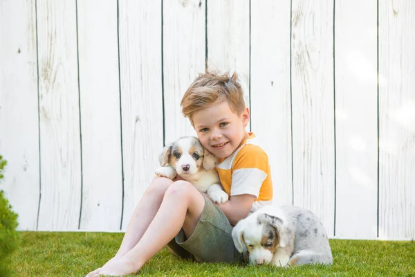 Little boy and corgi puppies — Stok fotoğraf