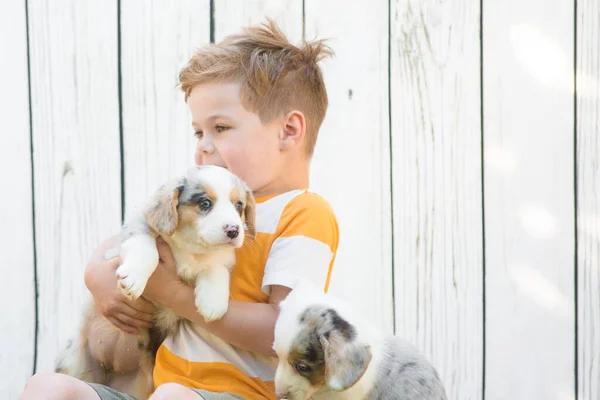 Little boy and corgi puppies — Stockfoto