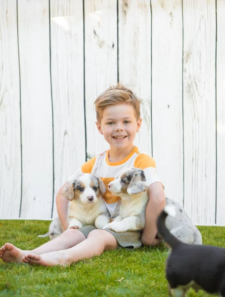 Menino e filhotes de corgi — Fotografia de Stock