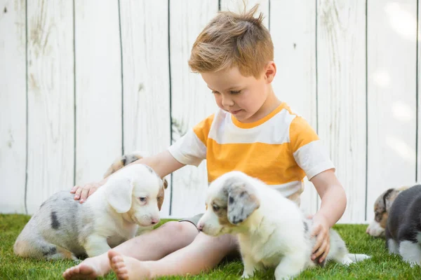 Little boy and corgi puppies — 图库照片