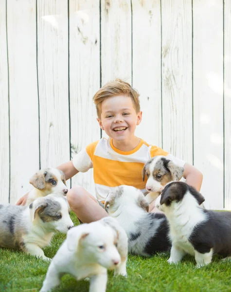 Petit garçon et chiots corgi — Photo