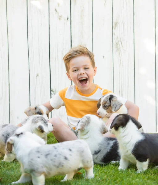 Little boy and corgi puppies — Stock Photo, Image