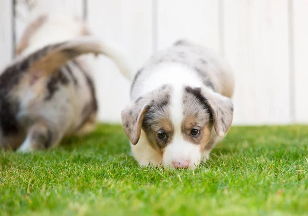 Corgi szczeniak — Zdjęcie stockowe