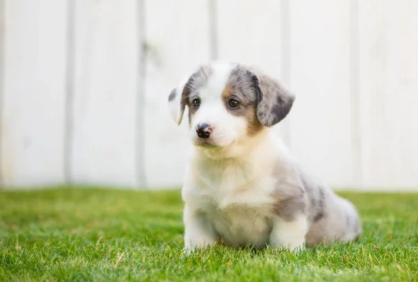 Corgi köpek yavrusu — Stok fotoğraf