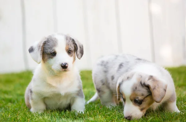 Maandelijkse Puppy Van Een Corgi Zitten Een Gazon Raszuivere Fokhonden — Stockfoto