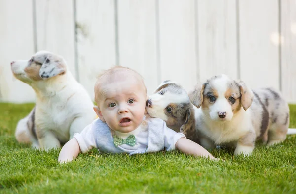 Little baby and corgi puppies — 图库照片