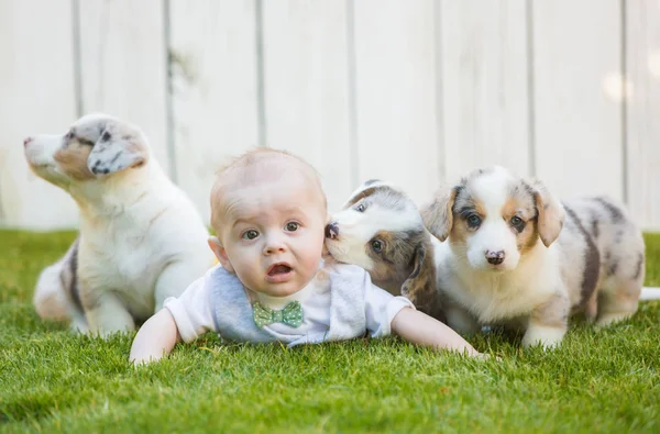 Little baby and corgi puppies — Stock Photo, Image