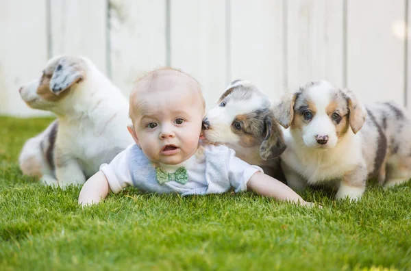 Little baby and corgi puppies — 图库照片