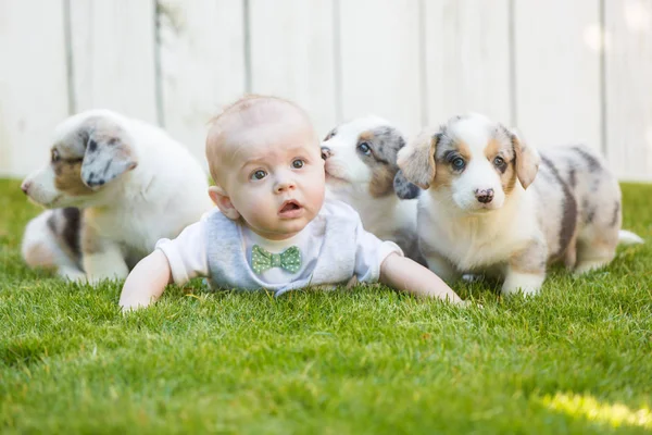 Little baby and corgi puppies — Stock Photo, Image