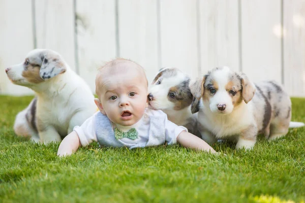 Little baby and corgi puppies — Stockfoto