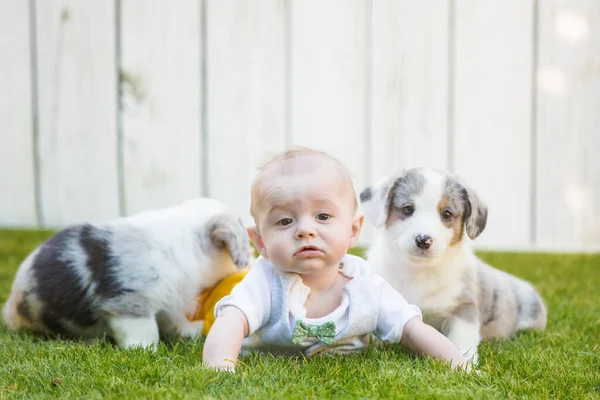 Filhotes de bebê e corgi — Fotografia de Stock