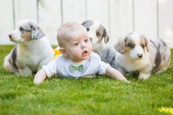 Little baby and corgi puppies — Stockfoto