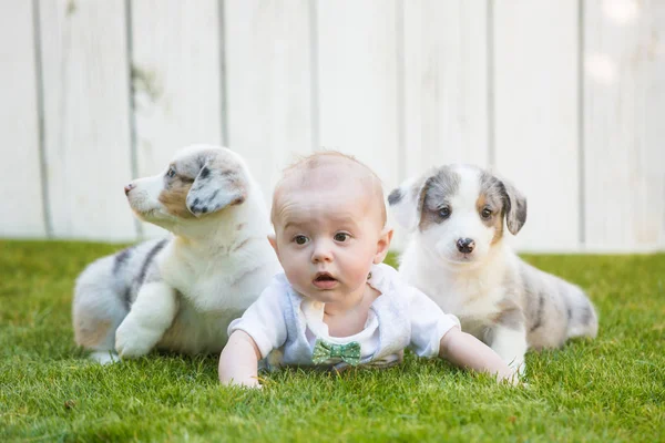 Little baby and corgi puppies — Stockfoto