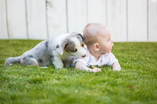 Little baby and corgi puppy — Stok fotoğraf