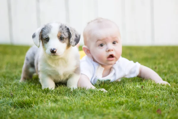 Little baby and corgi puppy — Stok fotoğraf
