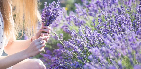 一个年轻的薰衣草采摘者用旧剪刀剪花 在女人的手和紫色花朵的框架内 — 图库照片