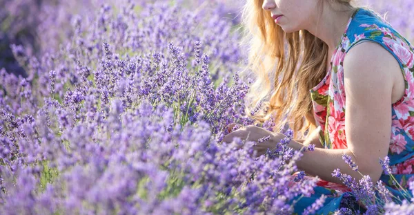 Giovane Raccoglitore Lavanda Taglia Fiori Con Vecchie Forbici Nella Cornice — Foto Stock