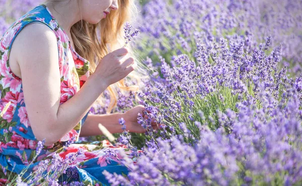 Young Lavender Picker Cuts Flowers Old Scissors Frame Woman Hands — Stock Photo, Image