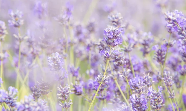 Lavendel Fältet — Stockfoto