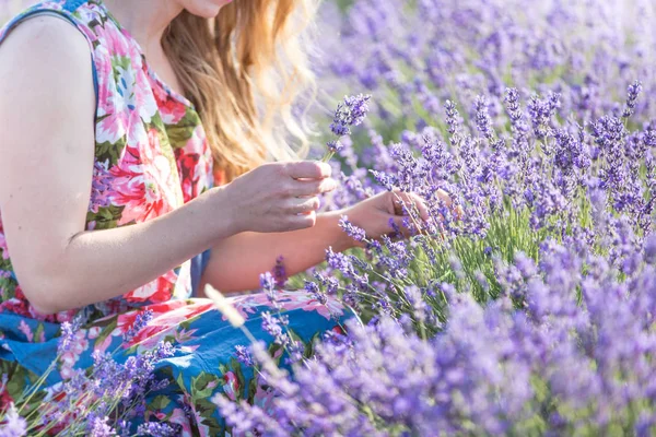 Young Lavender Picker Cuts Flowers Old Scissors Frame Woman Hands — Stock Photo, Image