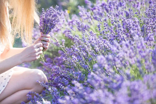 Young Lavender Picker Cuts Flowers Old Scissors Frame Woman Hands — Stock Photo, Image