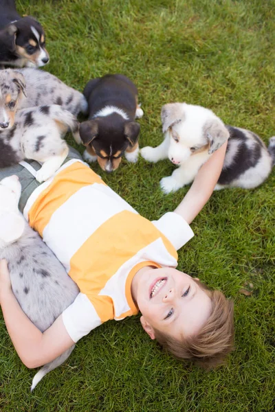 Little boy and corgi puppies — Stock Photo, Image