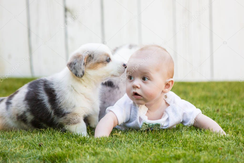 Little baby and corgi puppy