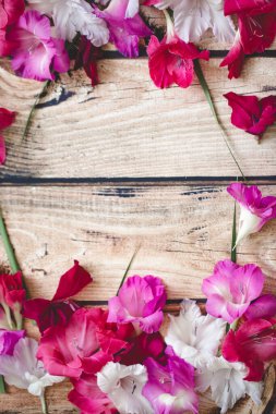 Gladiolus çiçekleri üst görünüm