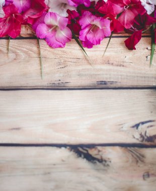 Gladiolus çiçekleri üst görünüm