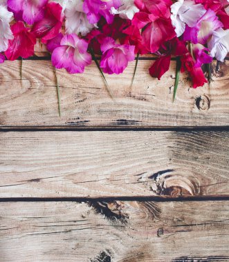 Gladiolus çiçekleri üst görünüm