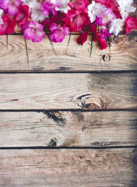 Gladiolus çiçekleri üst görünüm