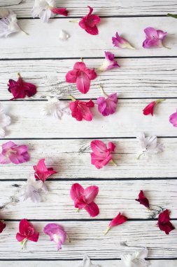 Gladiolus çiçekleri üst görünüm