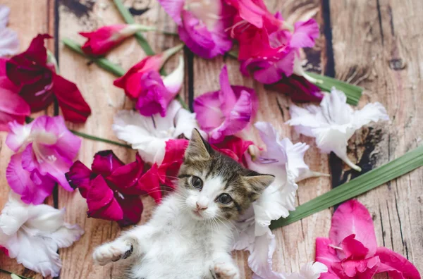 Gladiolus çiçeklerinin arasında kedi yavrusu — Stok fotoğraf