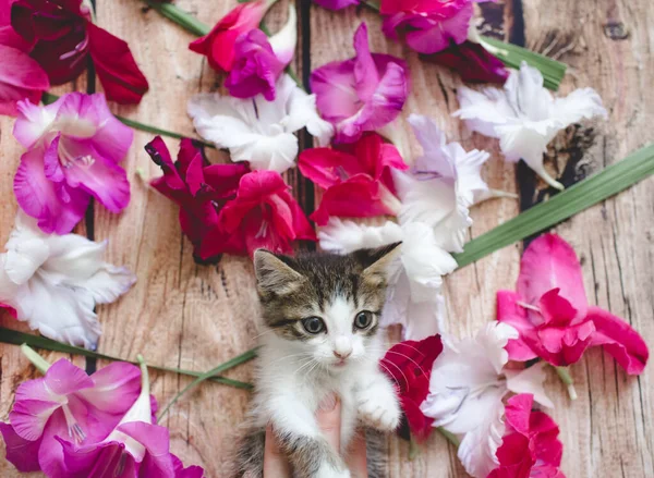 Gatito entre gladiolos flores —  Fotos de Stock