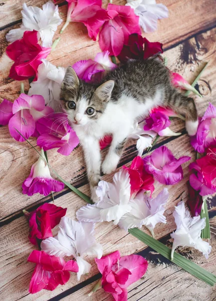 Kattunge bland gladiolus blommor — Stockfoto
