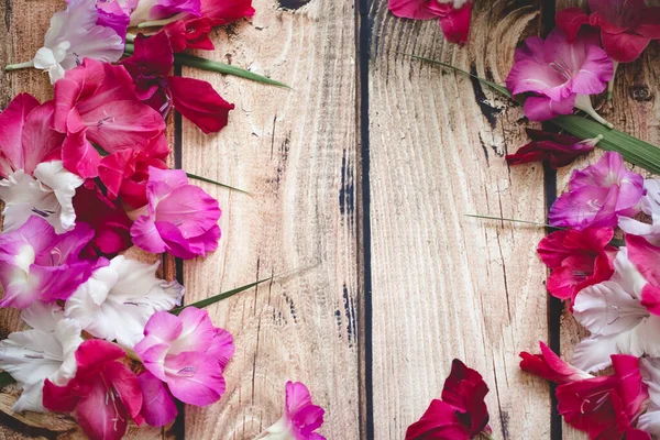 Gladiolus flowers top view — Stock Photo, Image