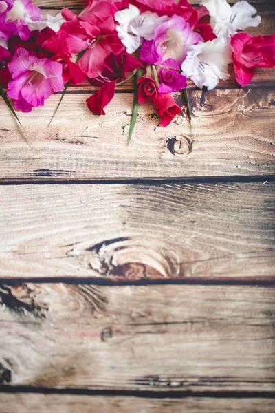 Gladiolus flowers top view — Stock Photo, Image