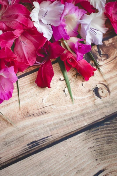 Gladiolus blomster top visning - Stock-foto