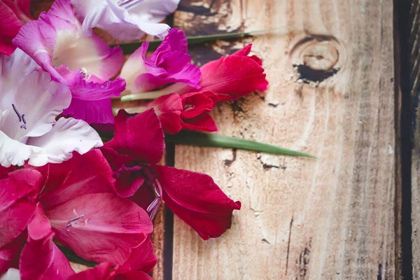 Gladiolus flowers top view — Stock Photo, Image