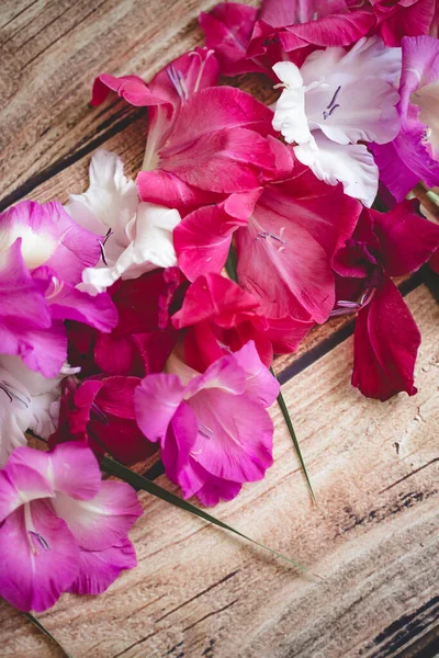 Gladiolus flores vista superior — Fotografia de Stock