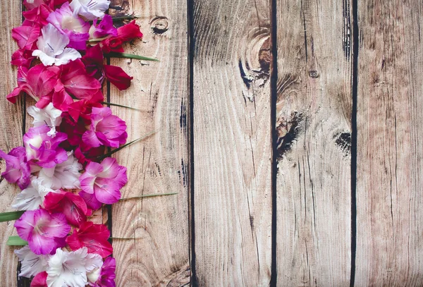 Gladiolus flowers top view — Stock Photo, Image