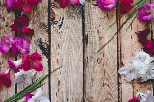 Gladiolus flowers top view — Stock Photo, Image