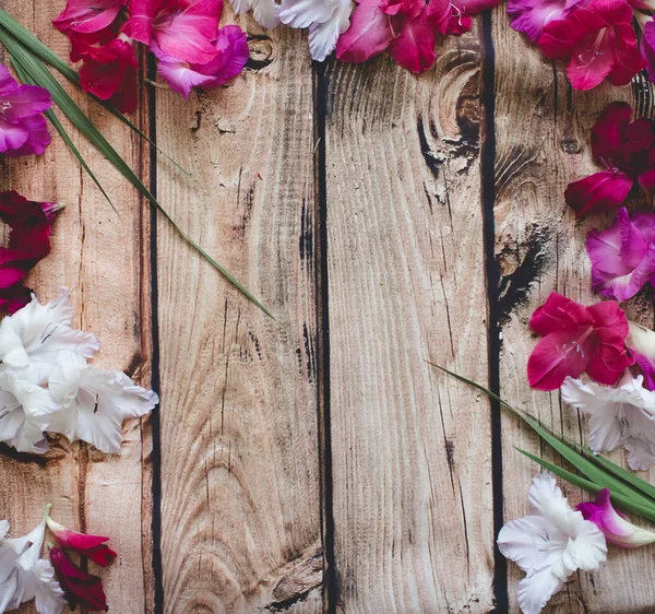 Gladiolus flores vista superior — Fotografia de Stock