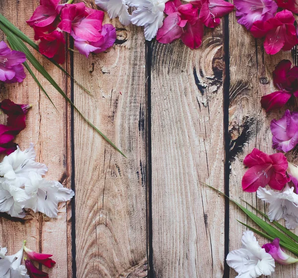 Gladiolus virágok tetejére — Stock Fotó