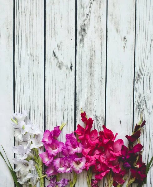 Gladiolus flores vista superior — Fotografia de Stock