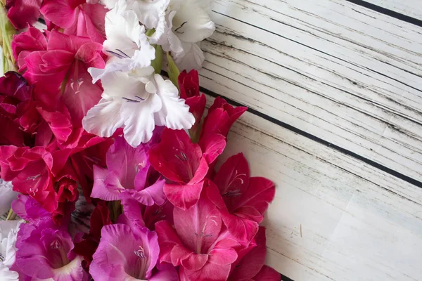 Gladiolo flores vista superior —  Fotos de Stock