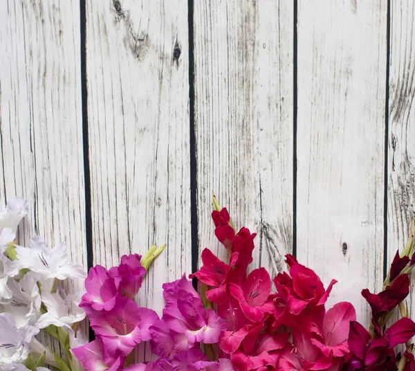 Gladiolus flowers top view — Stock Photo, Image