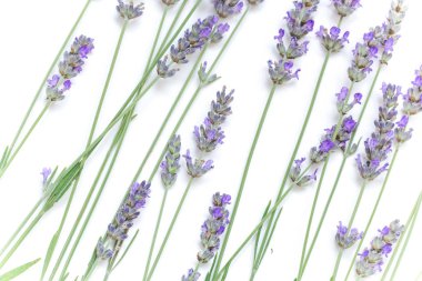 Beyaz arkaplanda lavanta çiçekleri izole